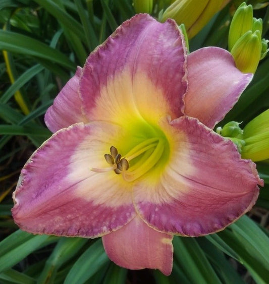 'Silver Sprite' (Munson-R.W., 1983)