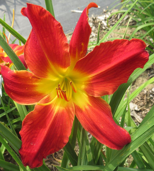 'Admiral' (Hall-D.F., 1961)