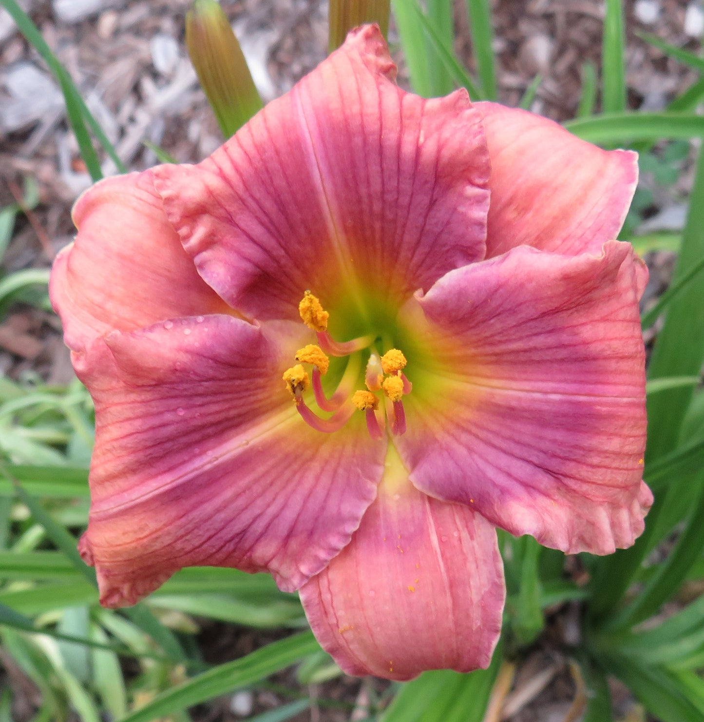 'Alpine Mist' (Salter-E.H., 1987)