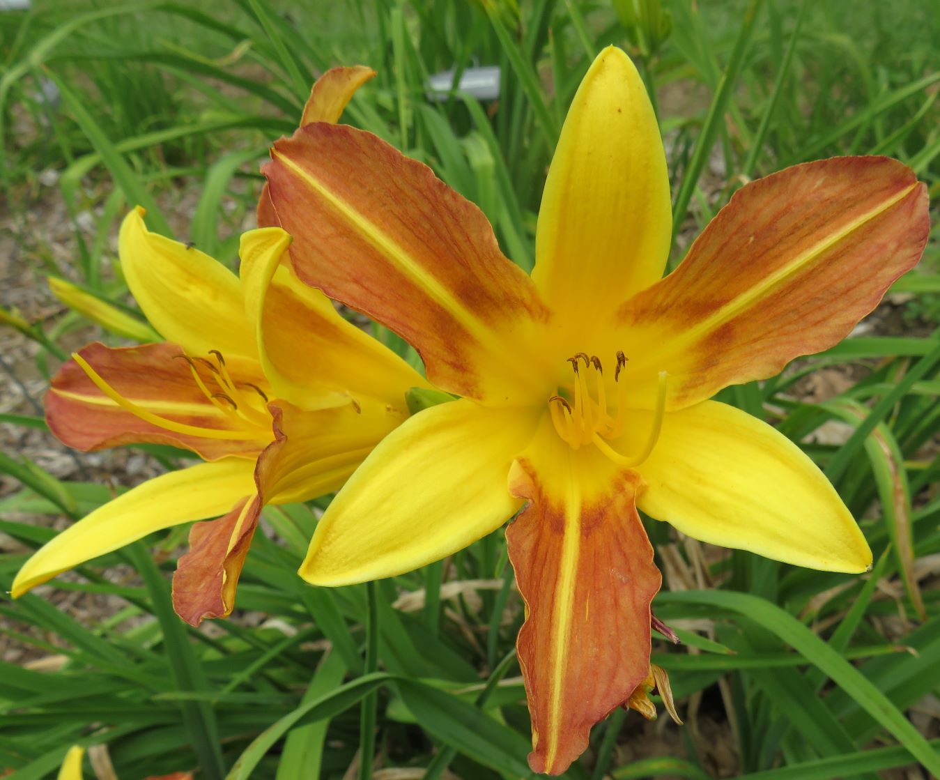 'Chisca' (Fisher-H.F., 1937)