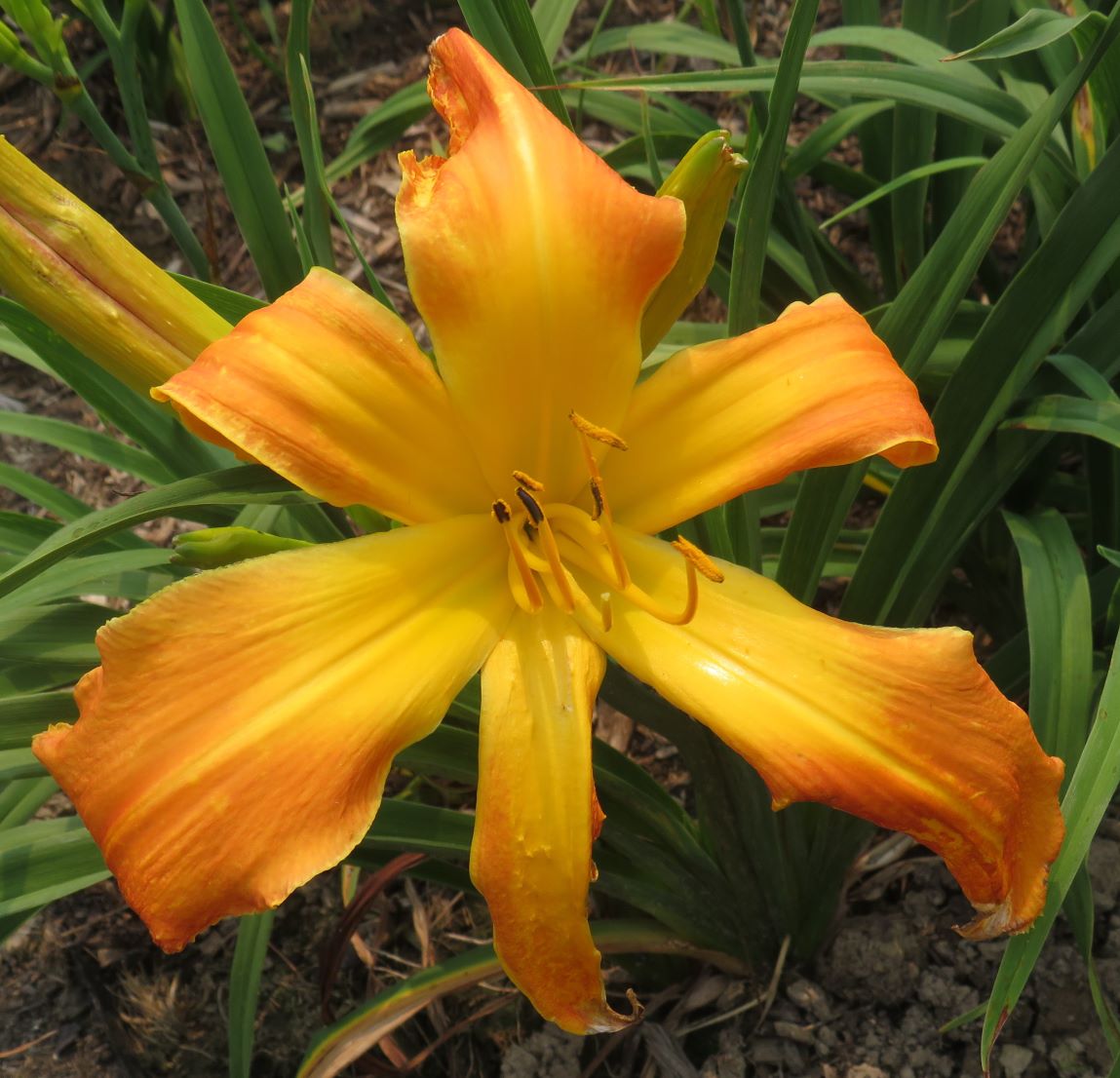 'Orange Clown' (Goldner-Webster, 2007)