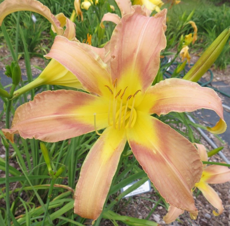 'Ouachita Beauty' (Pittard, 1955)