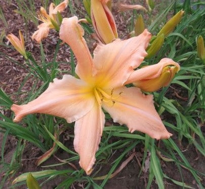 'Painted Peach' (McRae, 1994)