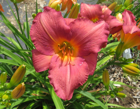 'Persian Plum' (Munson-R.W., 1974)