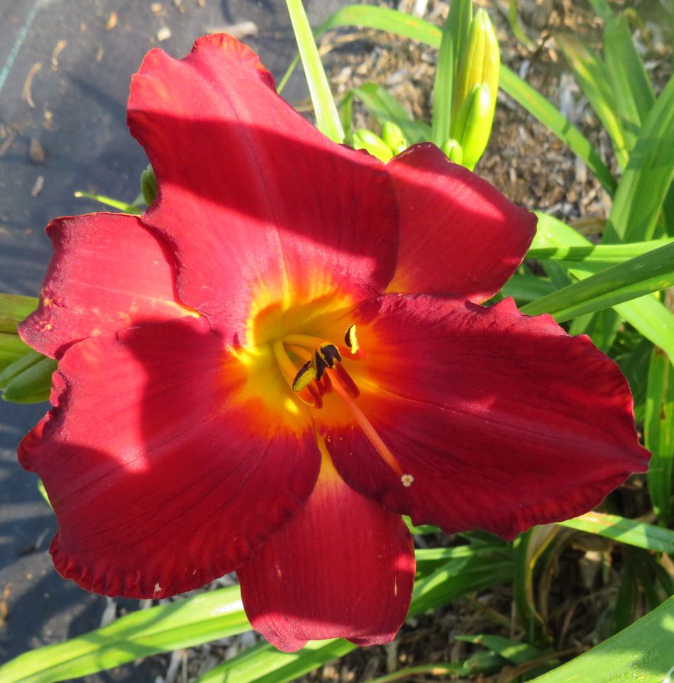 'Riley Barron' (Munson-R.W., 1977)