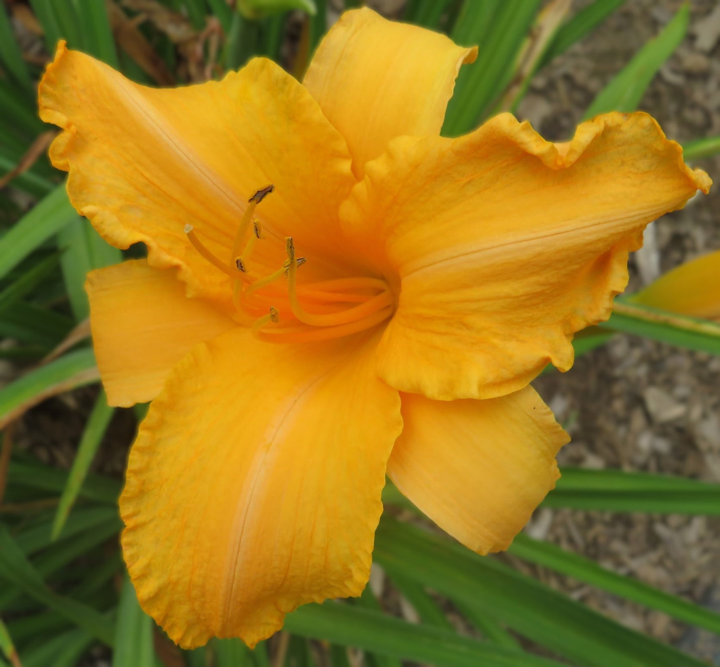 'Ruffled Apricot' (Baker-S.H., 1972)