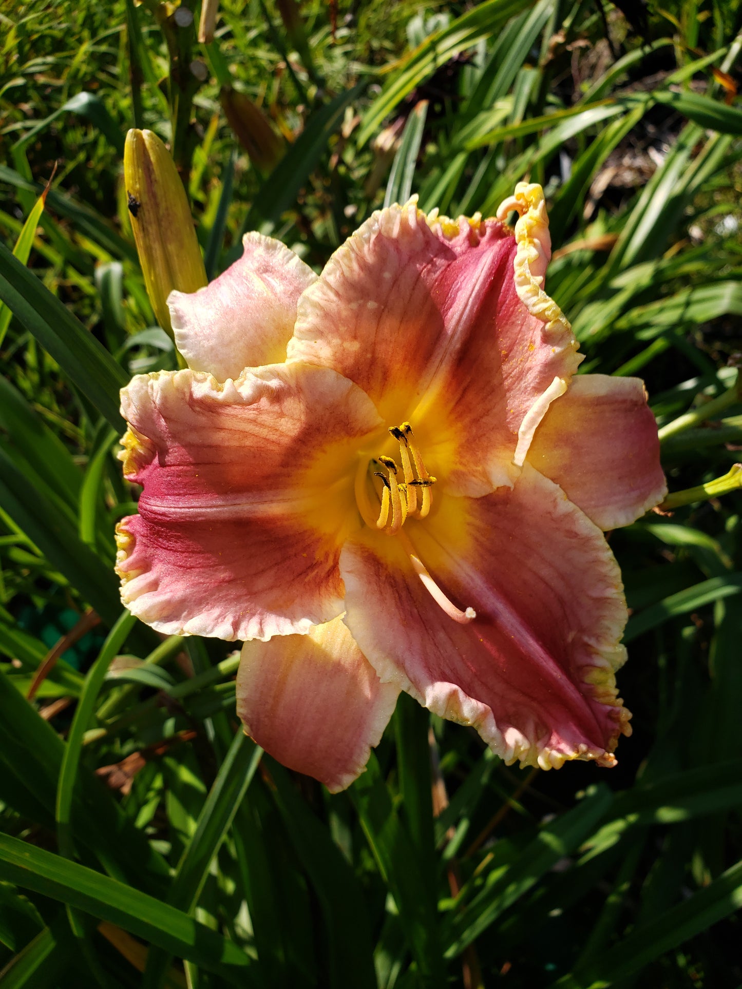 'Startle' (Belden, 1988)