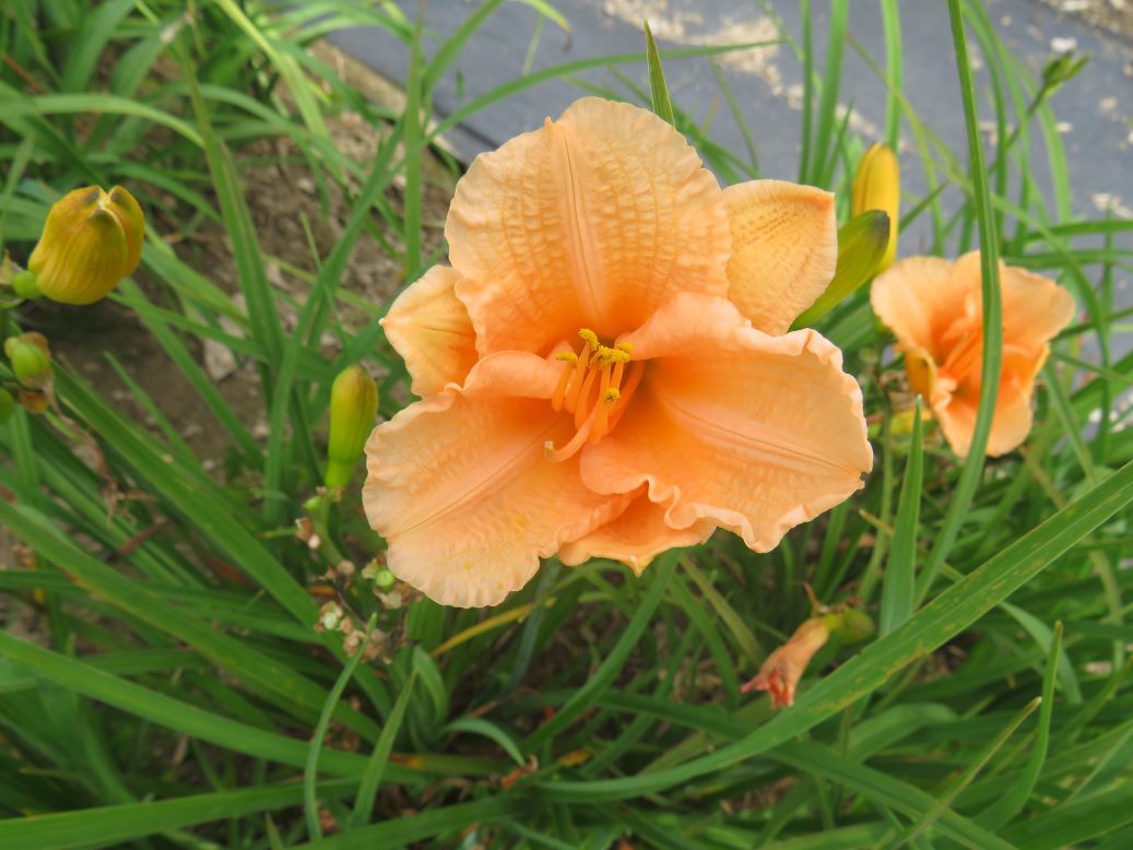 'Sweet Clementine' (Kamensky, 2002)