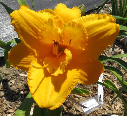 'Topguns Gold Affair' (Scott-B., 1999)