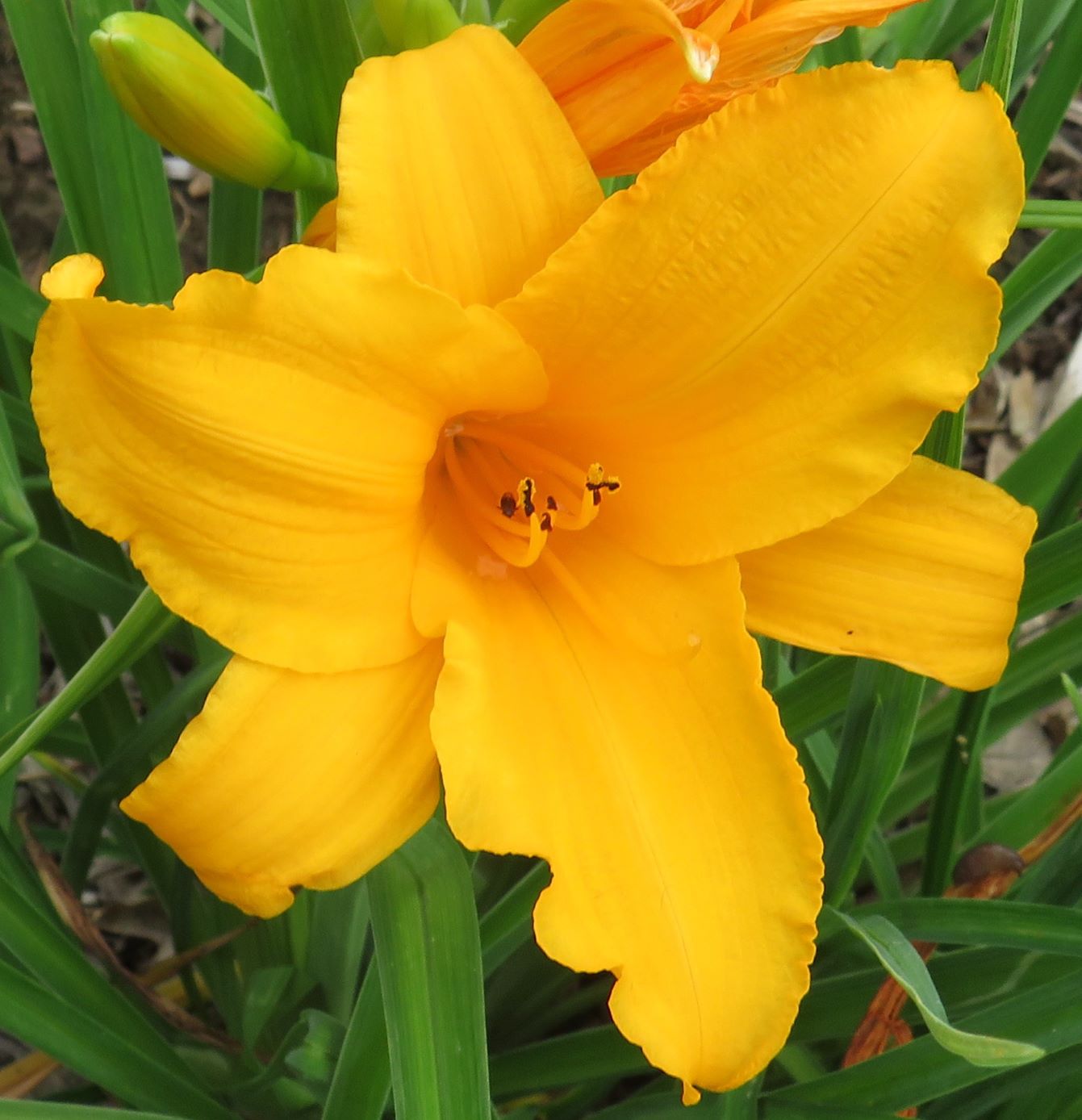 'Twentyfour Karat' (Winniford, 1968)