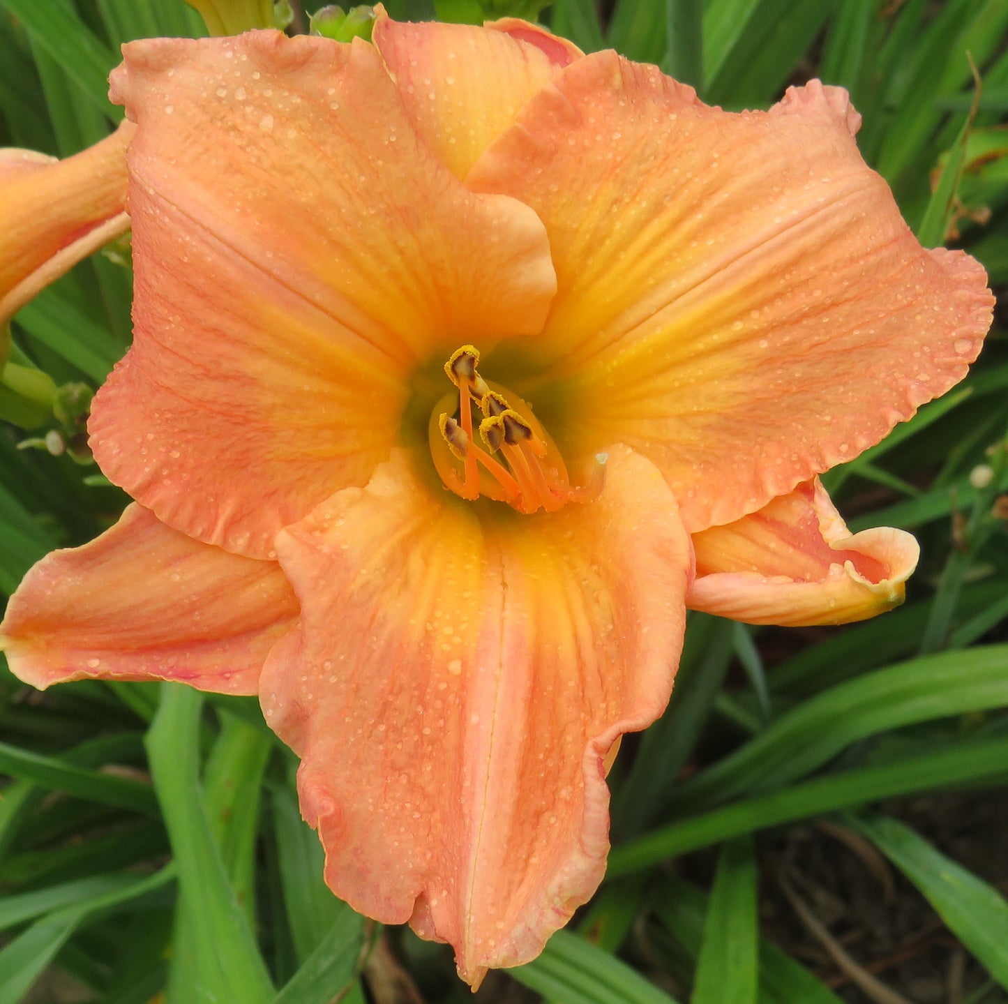 'Victoria Elizabeth Barnes' (Munson-R.W., 1977)