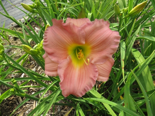 'Woodside Romance' (Apps, 1995)