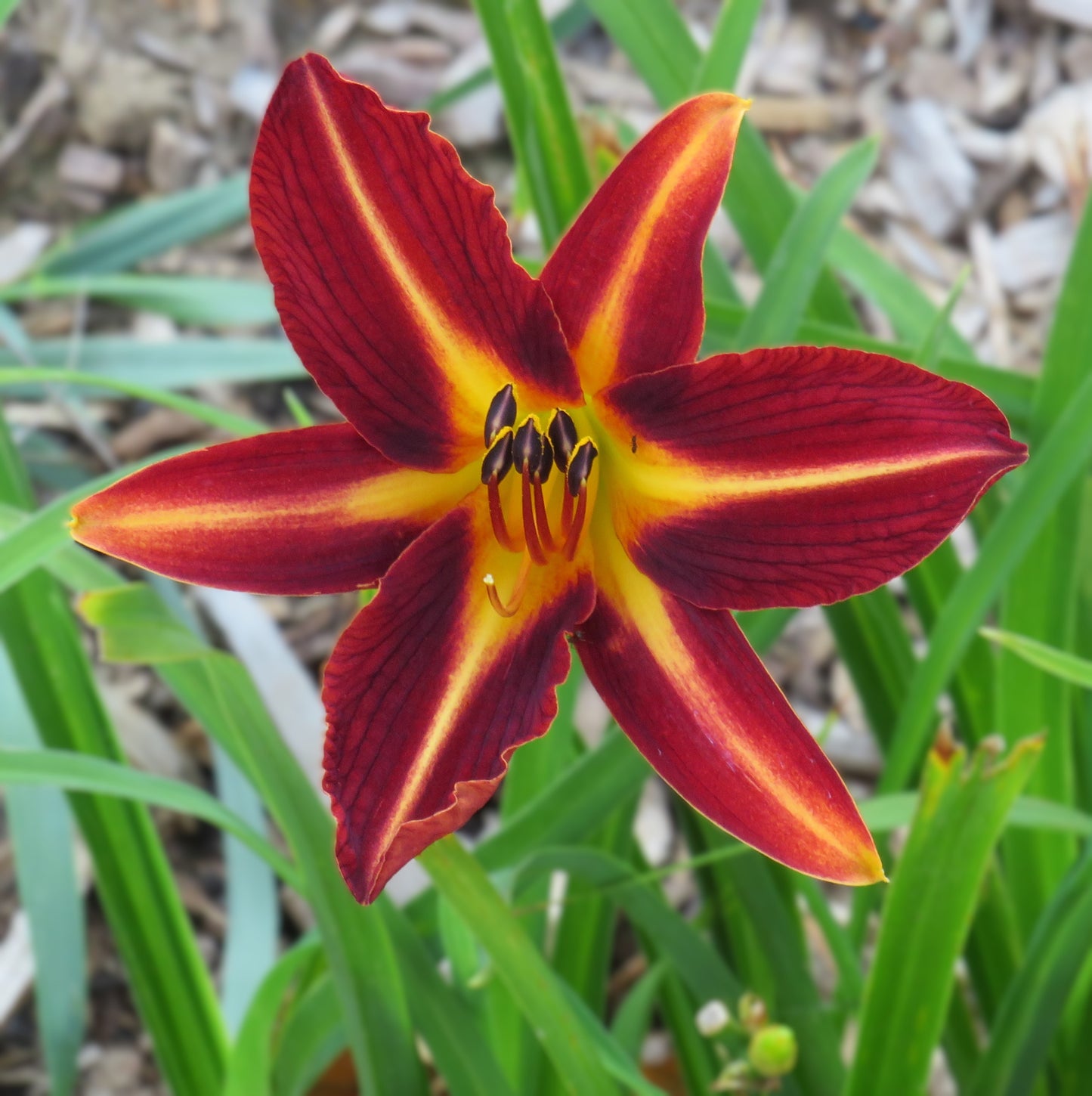 'Ahoya' (Gabrielson, 1964)