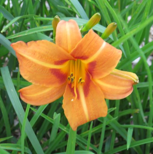 'Ali Baba' (Richards-V., 1957)