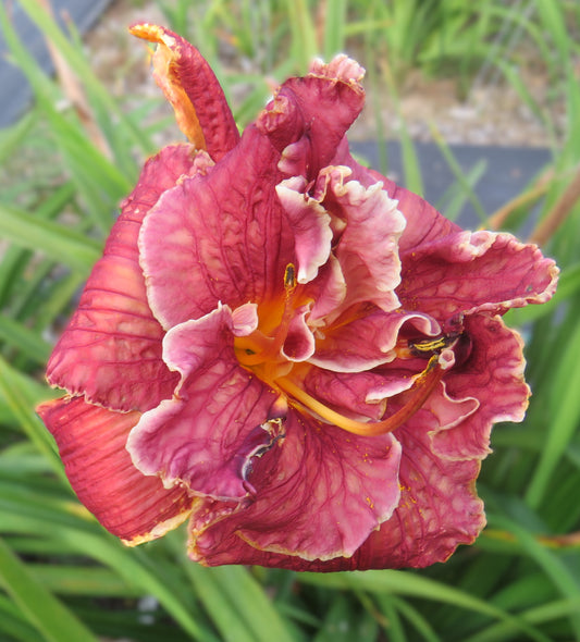 'All Branched Out' (Eller-N., 2007)