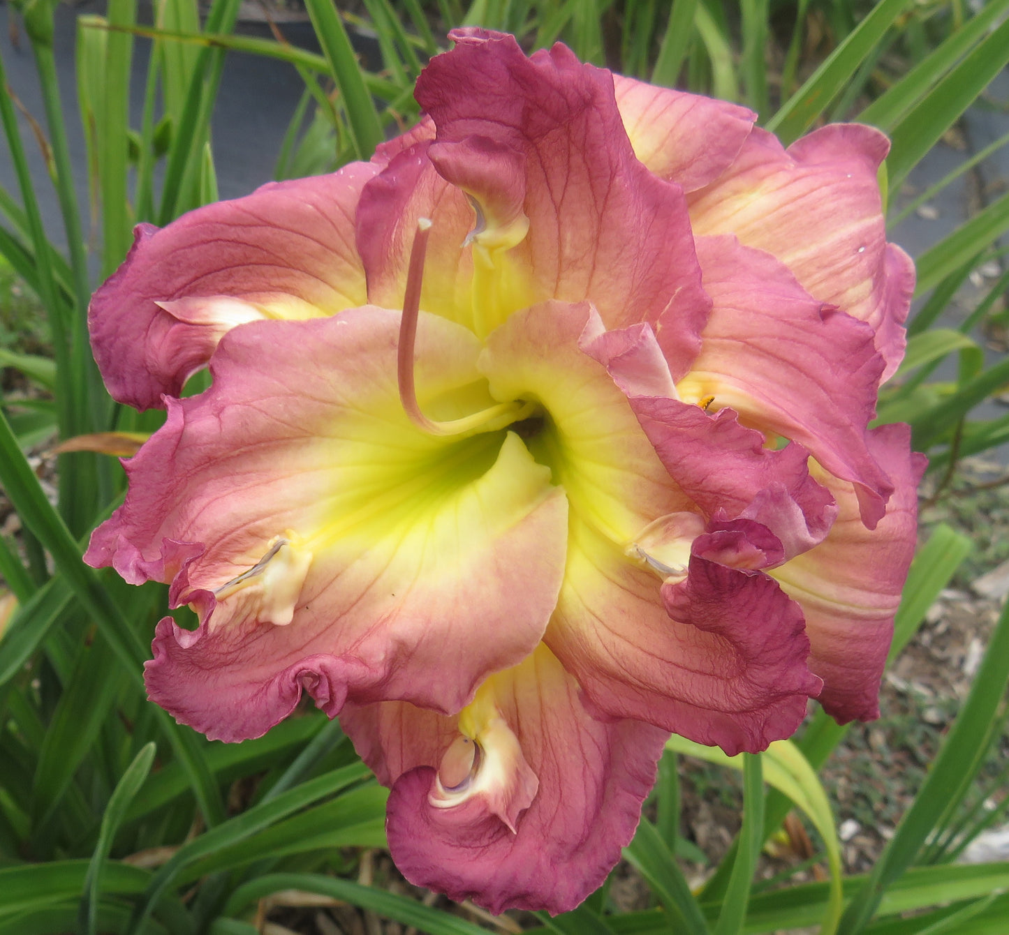 'Almost Indecent' (Gates-L., 1986)