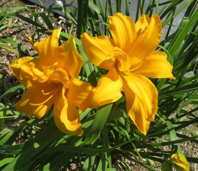 'Arlow Stout' (Stout, 1960)