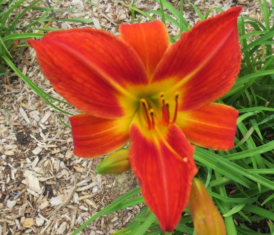 'August Flame' (Woods, 1967)