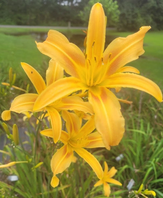 'Autumn Minaret' (Stout, 1951)