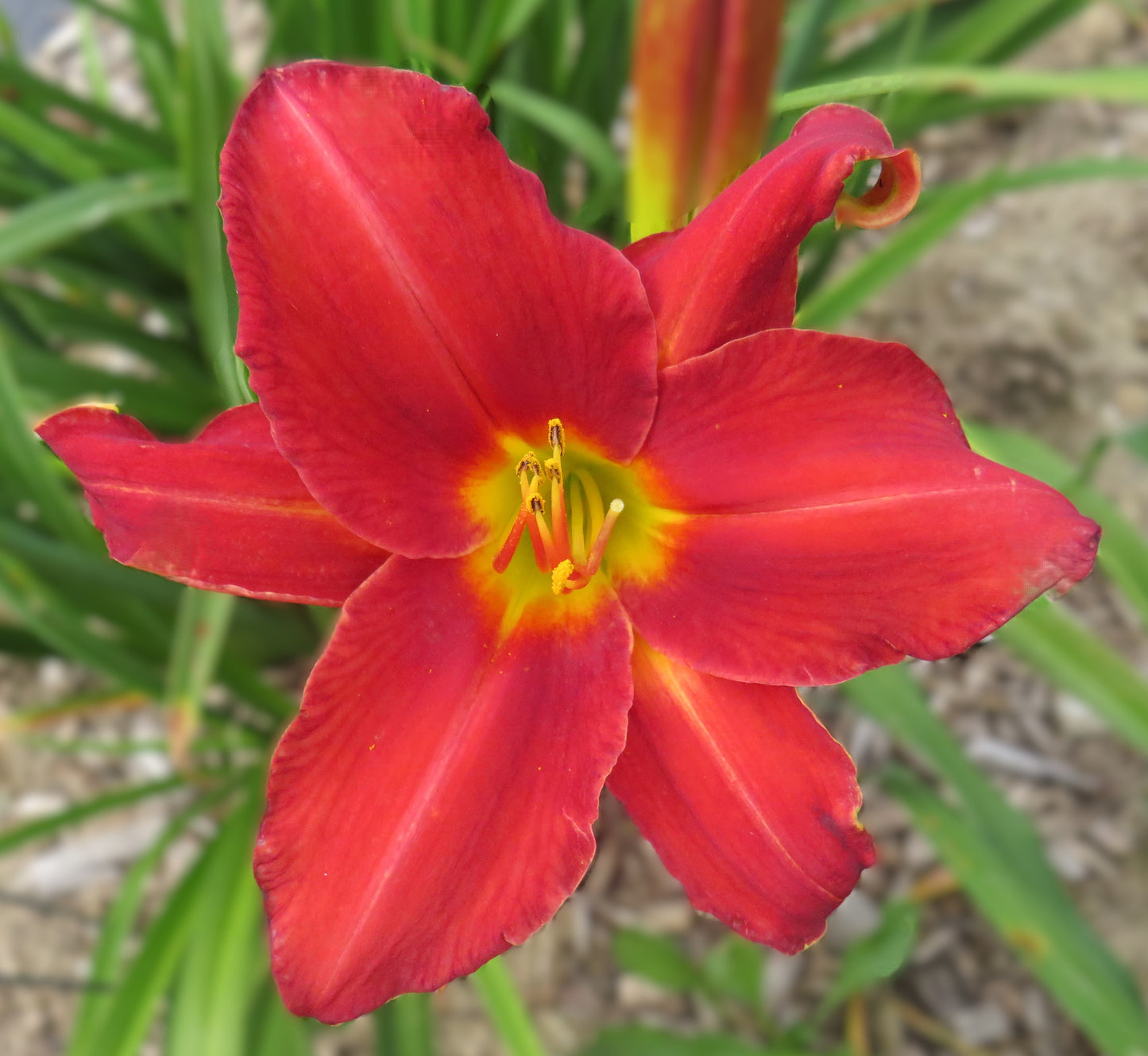 'Baltimore Oriole' (Griesbach-Klehm, 1979)