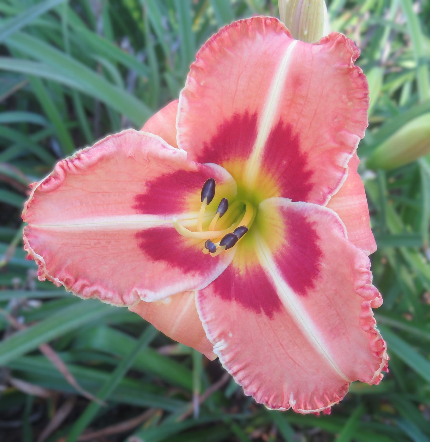 'Big Bill' (Douglas-C., 2006)