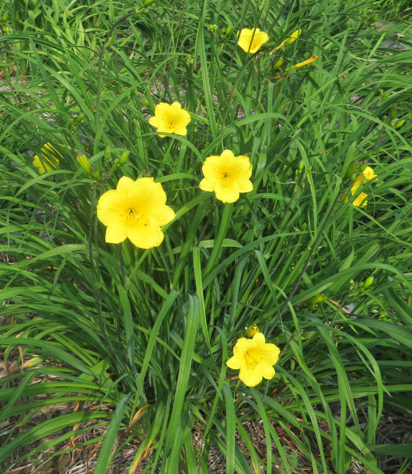 'Bitsy' (Warner, 1963)