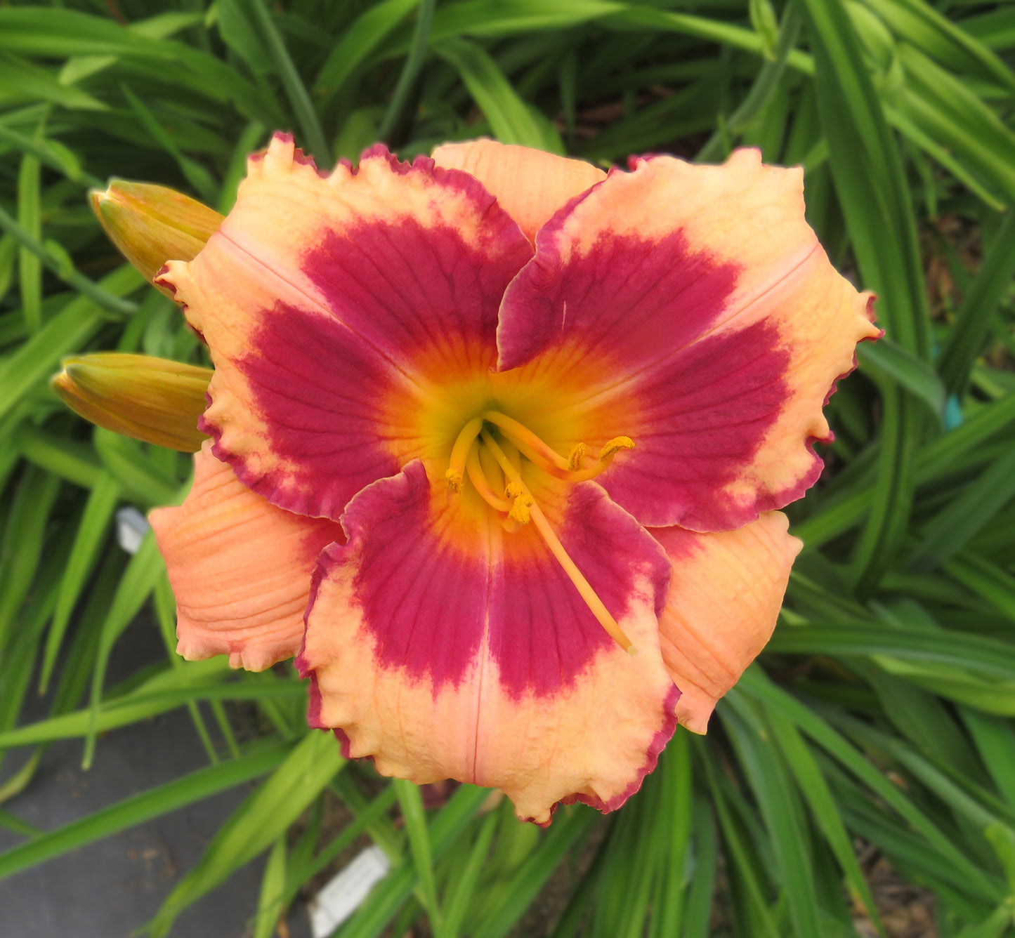 'Blushing Summer Valentine' (Salter-Oakes, 2012)