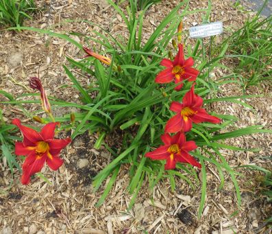 'Bright Dancer' (Spalding, 1956)