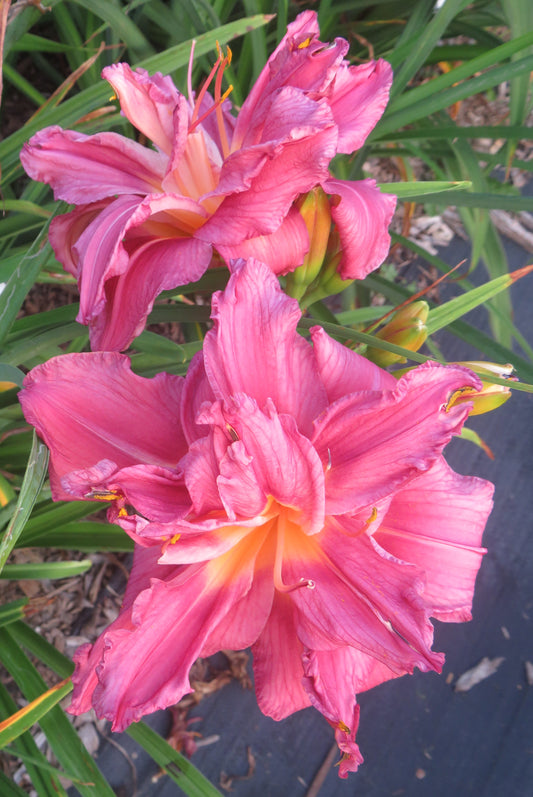 'Bursting Forth' (Veurink-S., 2016)