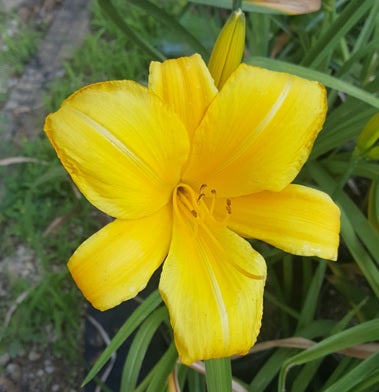 'Buttered Popcorn' (Benzinger, 1971)