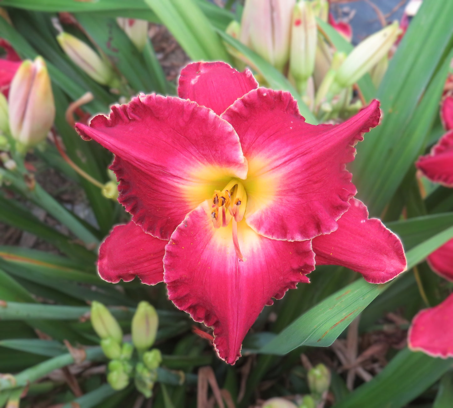 'Cameroons' (Munson-R.W., 1984)