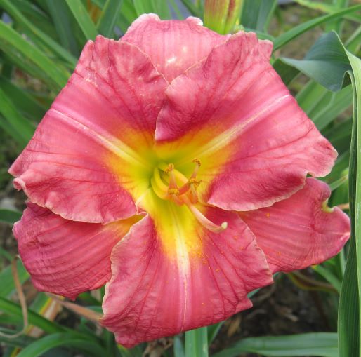 'Carlotta' (Millikan-B., 1986)