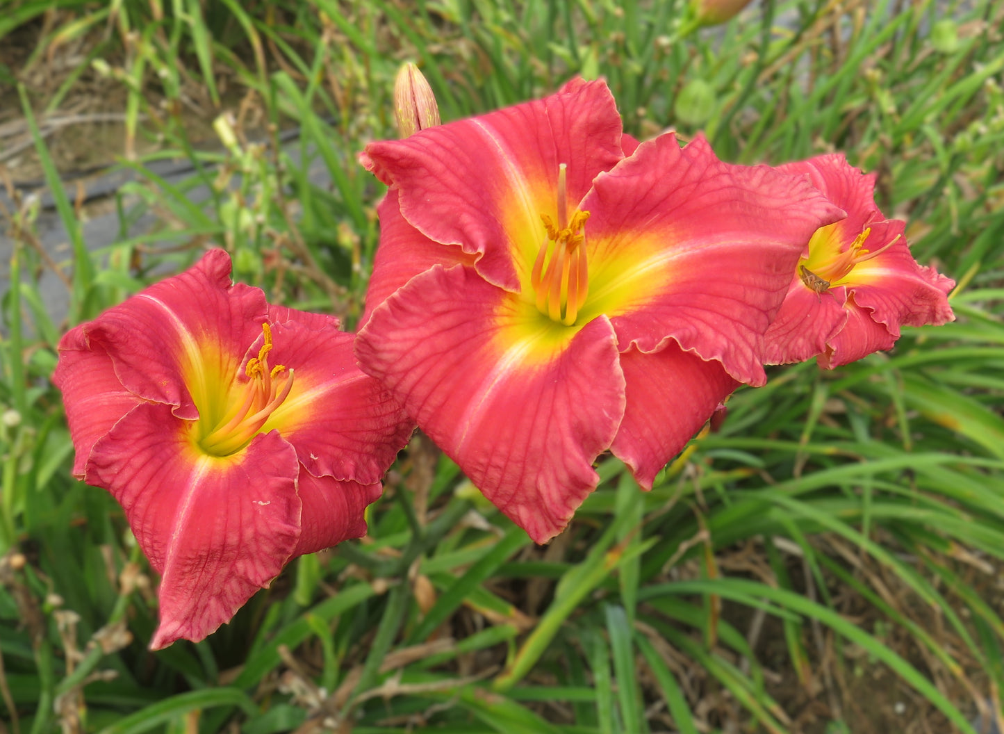 'Carlotta' (Millikan-B., 1986)