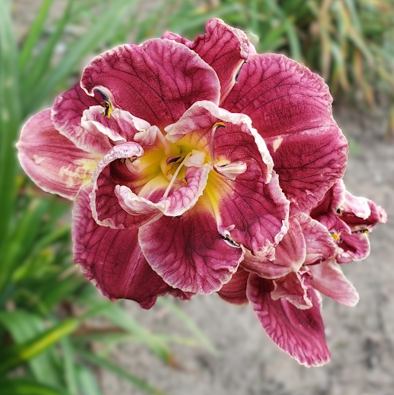 'Castle Double Royalty' (Castlebury, 1995)