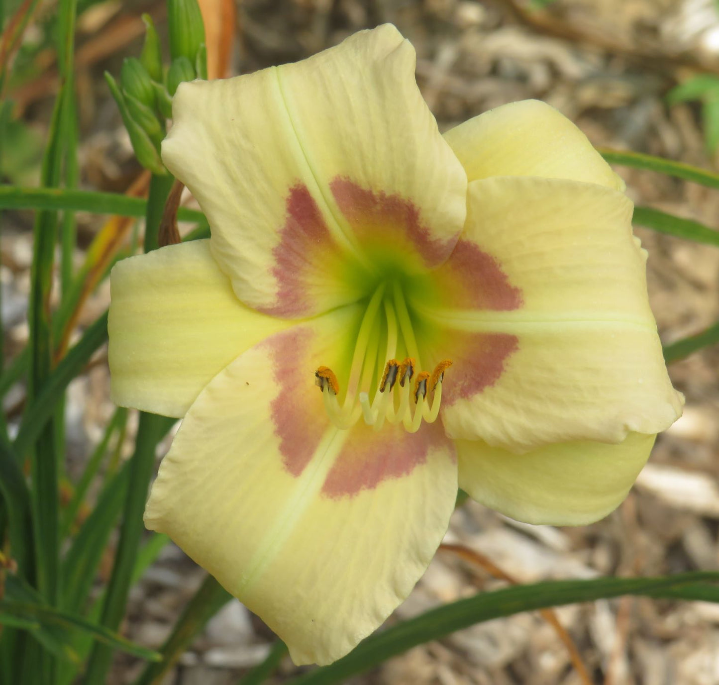 'Cheerful Eyes' (Kamensky, 2010)