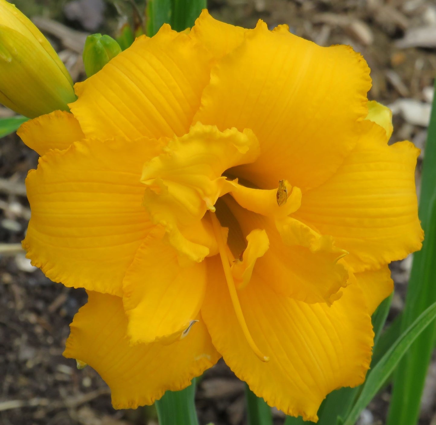 'Condilla' (Grooms, 1977)