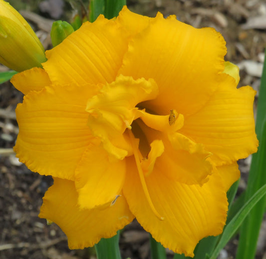 'Condilla' (Grooms, 1977)