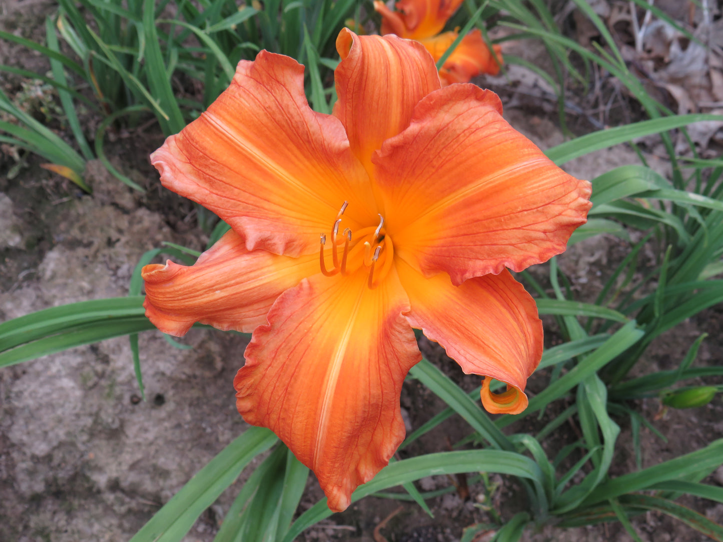 'Copper Cannonball' (Roberson-R., 1991)