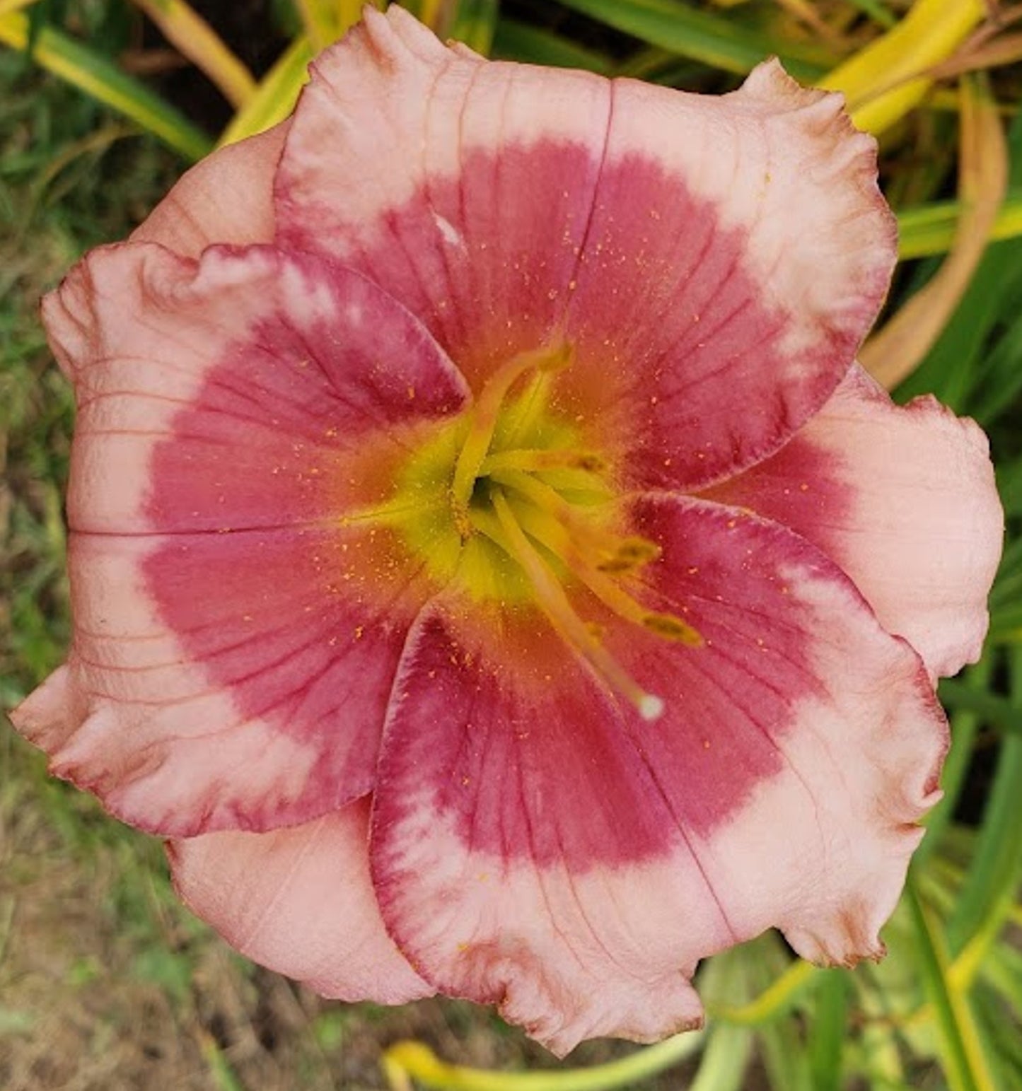 'Dragons Eye' (Salter-E.H., 1991)