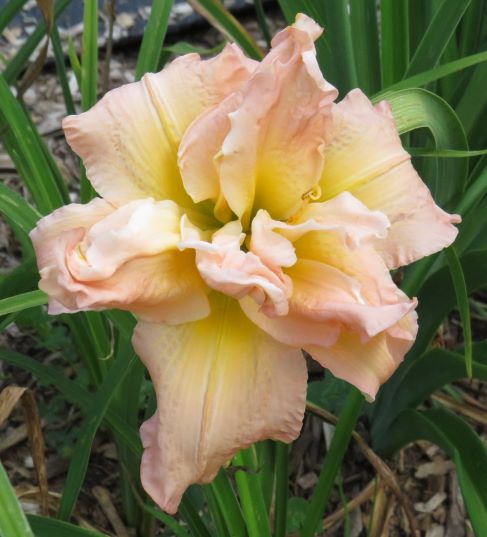 'Dublin Elaine' (Joiner, 1987)