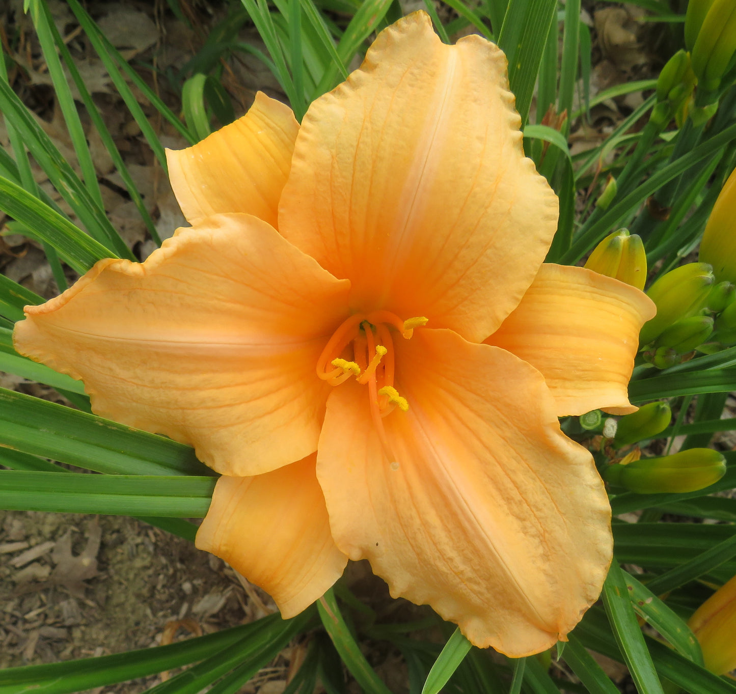 'Evening Gown' (Reckamp, 1972)