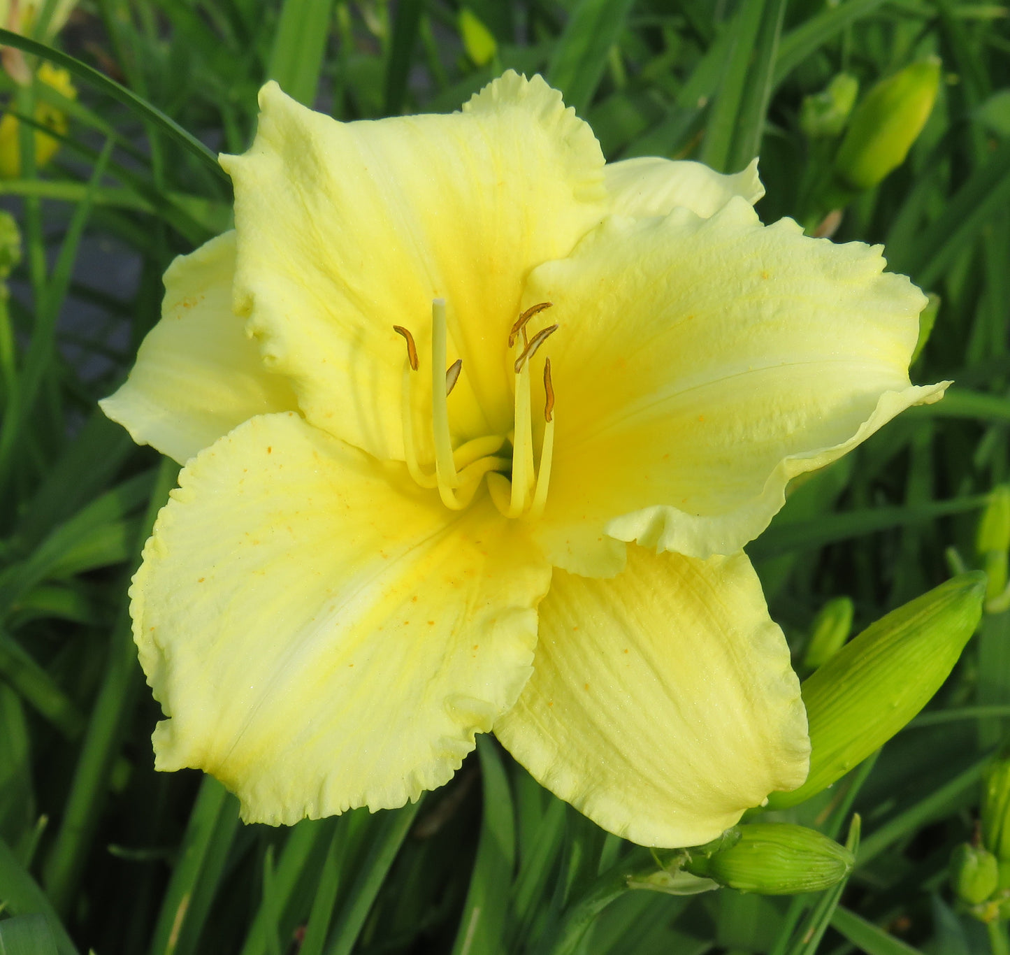 'Fragrant Treasure' (Apps-Iverson, 1990)