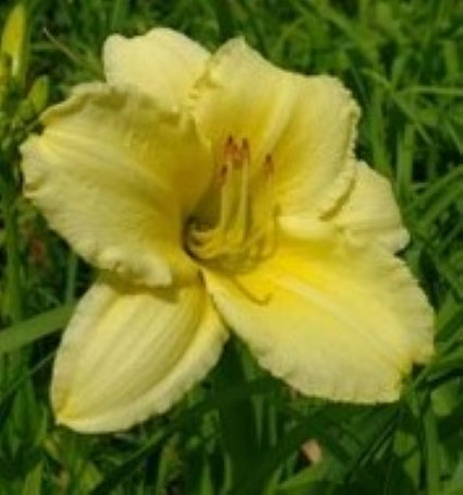 'Fragrant Treasure' (Apps-Iverson, 1990)