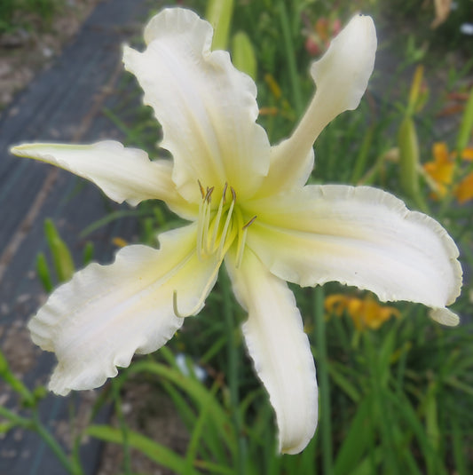 'Galaxy Cream' (Murphy-J.P., 2013)