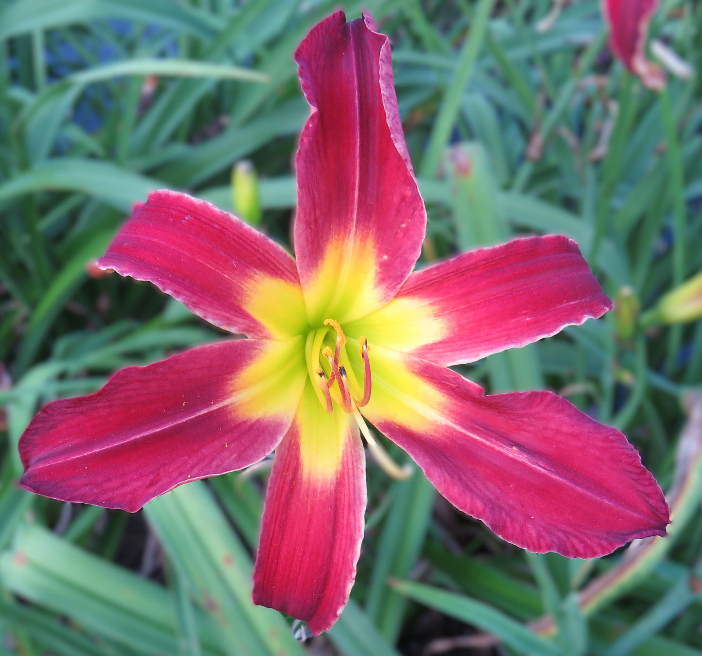 'Heavenly Lasting Impressions' (Gossard, 2005)