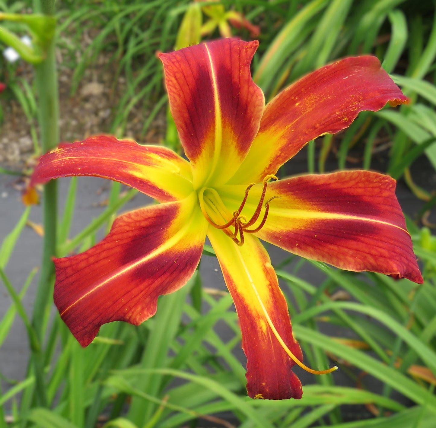 'Heavenly Starfire' (Gossard, 2001)