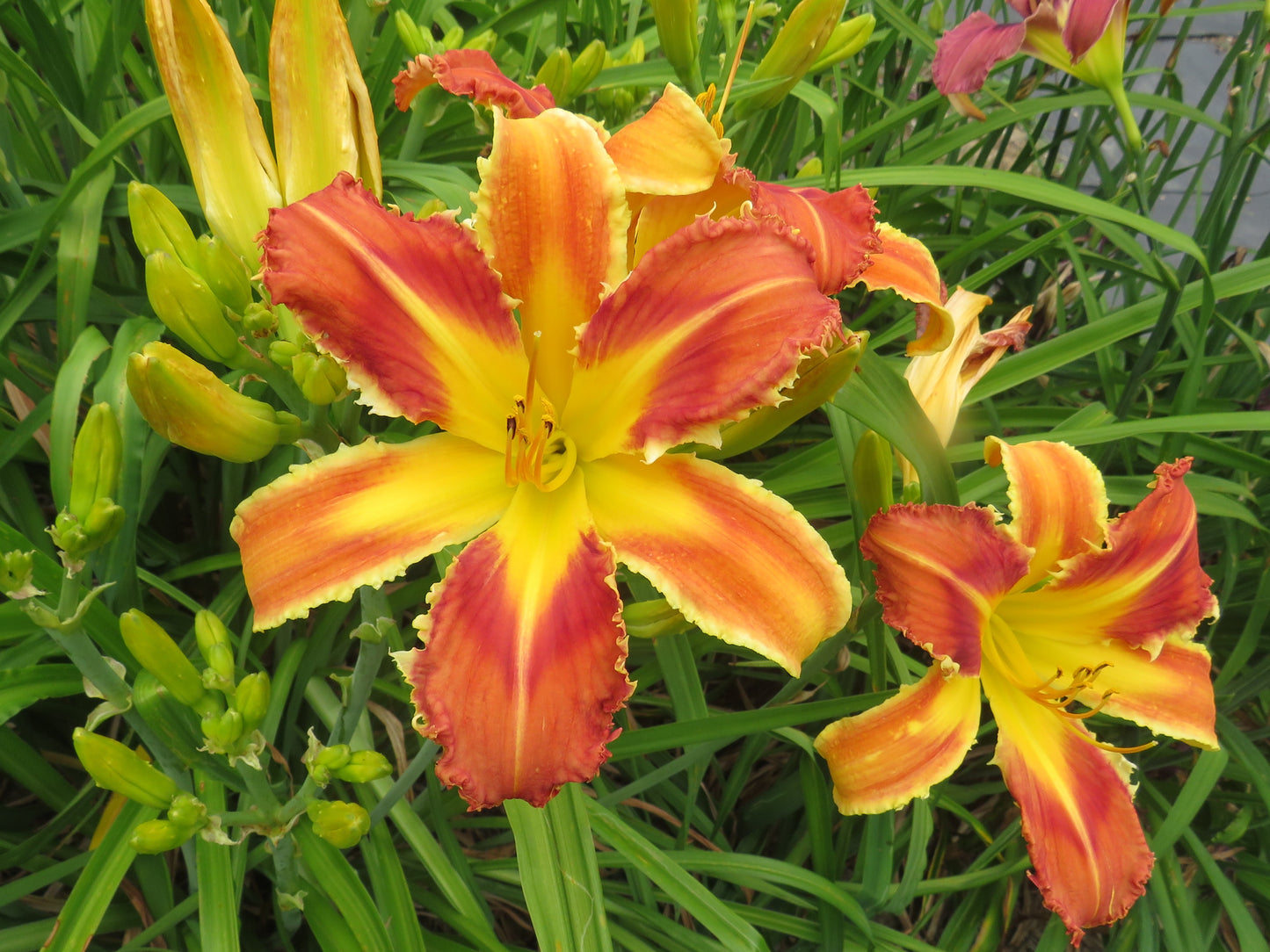'Heavenly Velociraptor' (Gossard, 2005)
