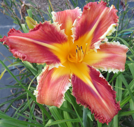 'Heavenly Velociraptor' (Gossard, 2005)