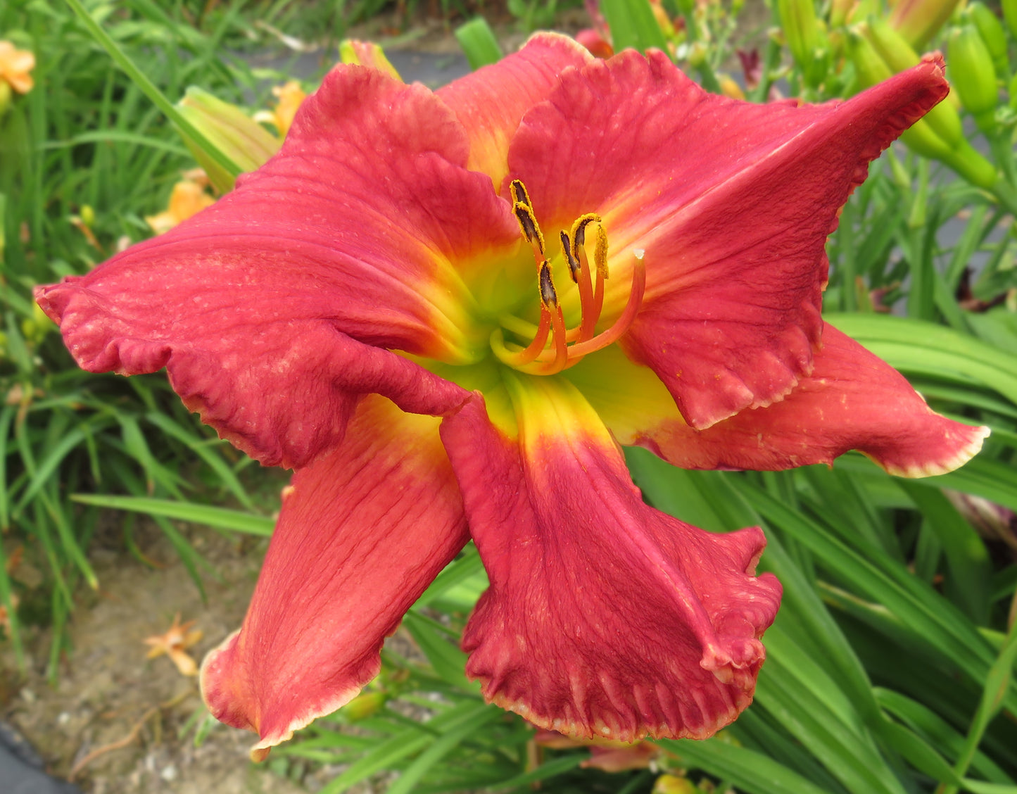 'Interrupted by Splendor' (Hanson-C., 2004)