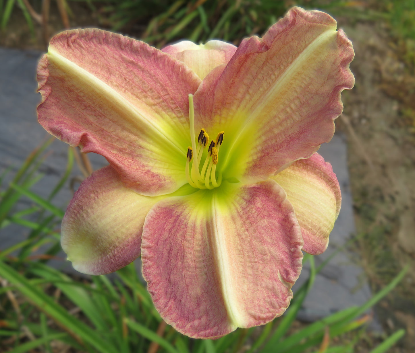 'Irish Maiden' (Unregistered by Bob Harke)